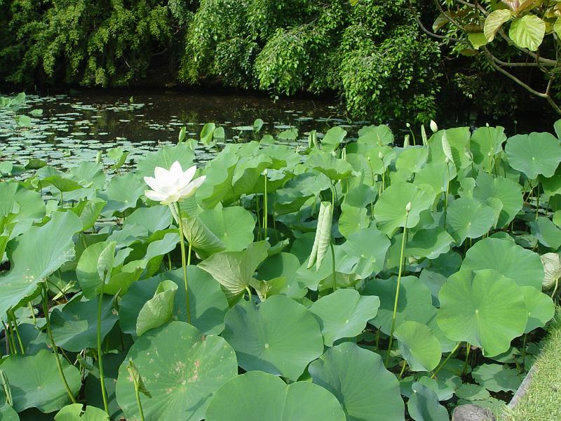 booroowhangary-nov09 063.jpg